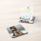 ヨークシャテリア、クローズアップ コースター (右側)