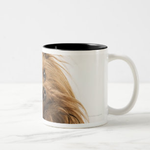 ヨークシャテリア/ヨークシャーテリア。 活発な品種の ツートーンマグカップ