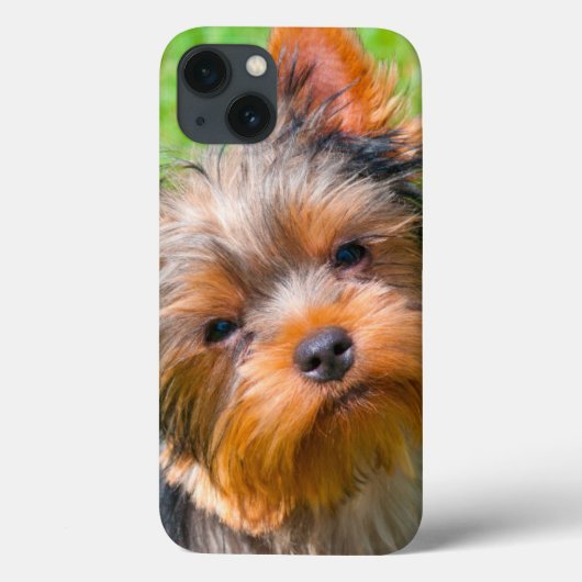 ヨークシャテリア 上目遣い Case-Mate iPhoneケース (裏面)