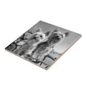 ヨークシャテリア、黒く及び白い、 タイル (側面)