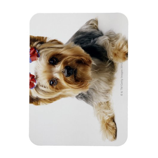 ヨークシャーのテリアは赤い弓を着て マグネット (縦)