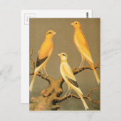 ヨークシャーカナリア ポストカード (正面/裏面)