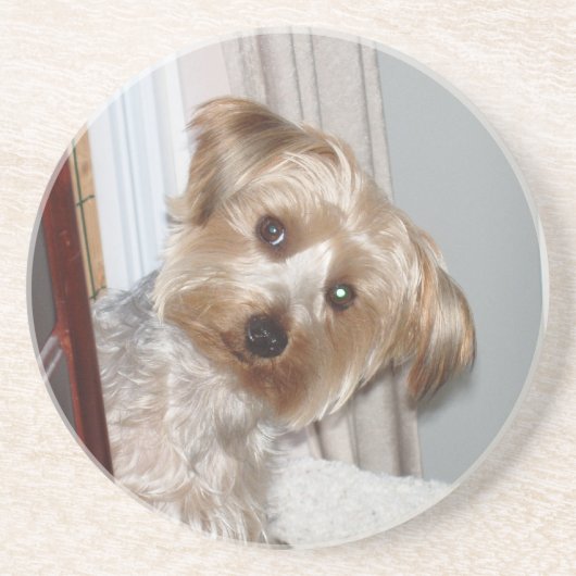ヨークシャーテリアののまわりに角の覗き コースター (正面)