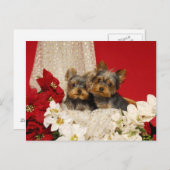 ヨークシャーテリアの子犬とポインセティアス ポストカード (正面/裏面)
