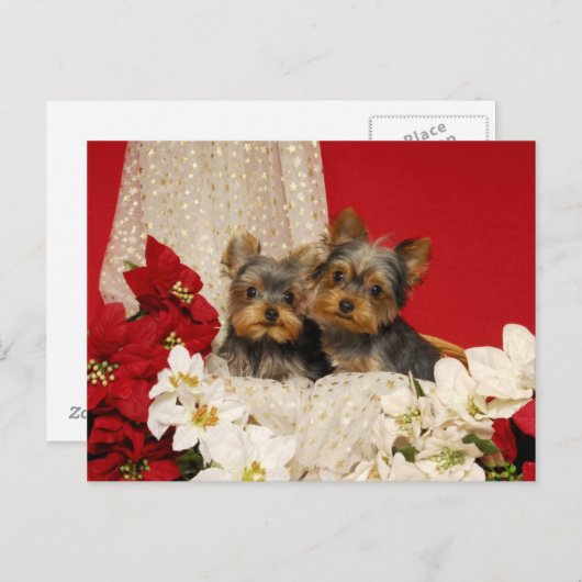 ヨークシャーテリアの子犬とポインセティアス ポストカード (正面/裏面)