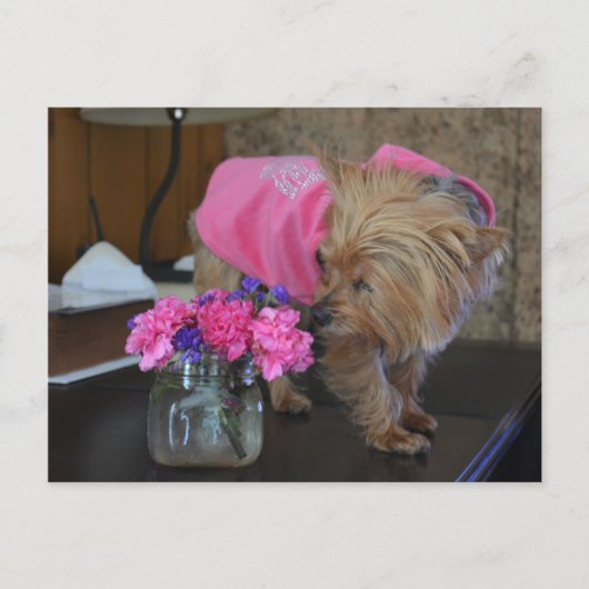 ヨークシャーテリアの子犬の愛かわいらしをピンクに ポストカード (正面)
