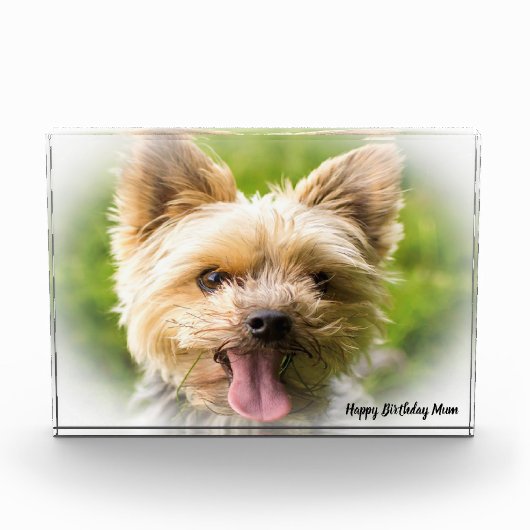 ヨークシャーテリアの犬。 フォトブロック (正面)