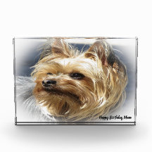 ヨークシャーテリアの犬。
