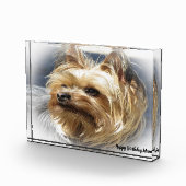 ヨークシャーテリアの犬。 フォトブロック (右)