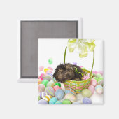 ヨークシャーテリアの糞の子犬がイースターバスケットに遭遇 マグネット (正面/裏面)