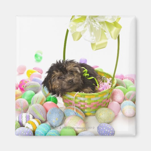 ヨークシャーテリアの糞の子犬がイースターバスケットに遭遇 マグネット (正面)