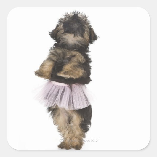 ヨークシャーテリアの糞の子犬は彼女の後ろ足でチュチュで。 スクエアシール (正面)