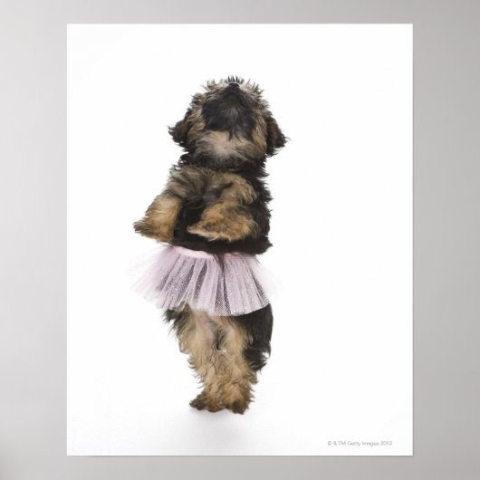 ヨークシャーテリアの糞の子犬は彼女の後ろ足でチュチュで。 ポスター (正面)