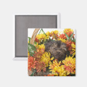 ヨークシャーテリアの糞の子犬 マグネット (正面/裏面)