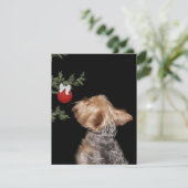 ヨークシャーテリアの誘惑 シーズンカード (スタンド正面)