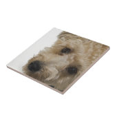 ヨークシャーテリアのPooの子犬の美しい目 タイル (側面)