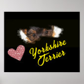ヨークシャーテリアアイズカラー無地のポスター ポスター (正面)
