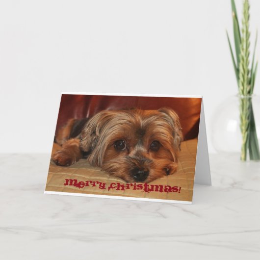 ヨークシャーテリアクリスマスグリーティングカード シーズンカード (正面)