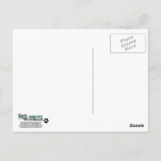 ヨークシャーテリアディーバ ポストカード (裏面)