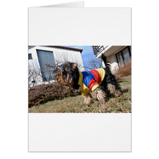 ヨークシャーテリアドッグ