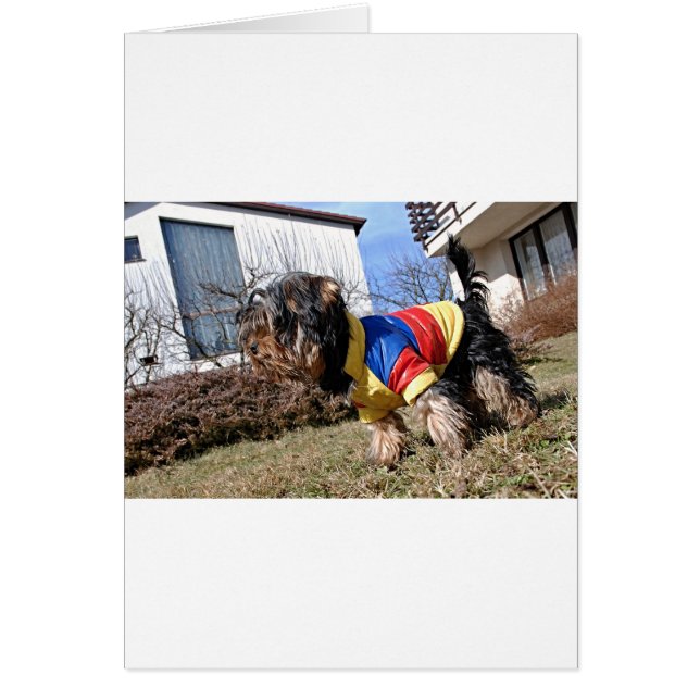 ヨークシャーテリアドッグ (正面)