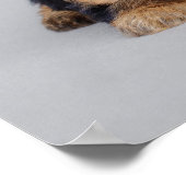 ヨークシャーテリアパピスのポスター ポスター (角)