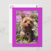 ヨークシャーテリアパピードッグパープル空白のポストカード ポストカード (正面/裏面)