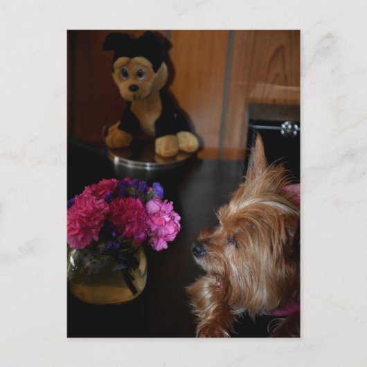 ヨークシャーテリアパピーラブバレンタインデー写真 ポストカード (正面)