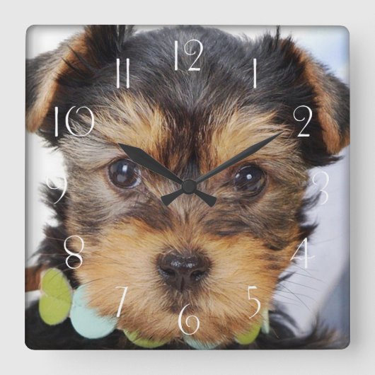 ヨークシャーテリアパピー スクエア壁時計 (正面)