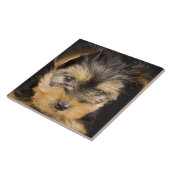 ヨークシャーテリアパピー タイル (側面)