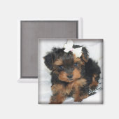 ヨークシャーテリアプースクウェア磁石 マグネット (正面/裏面)