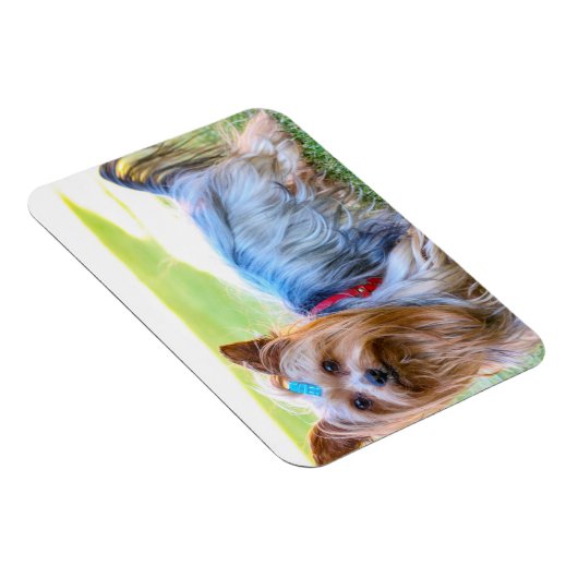 ヨークシャーテリアーヨークシャーテリアお気に入りのブリード マグネット (右側)