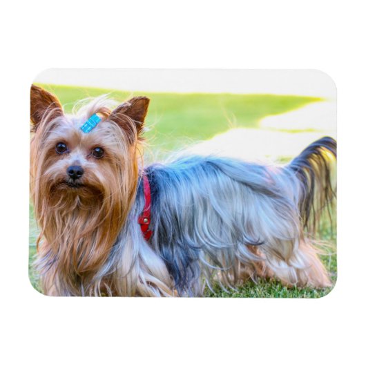 ヨークシャーテリアーヨークシャーテリアお気に入りのブリード マグネット (横)