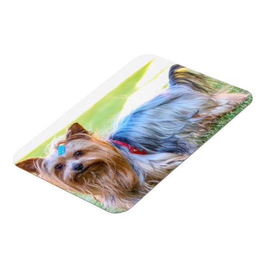 ヨークシャーテリアーヨークシャーテリアお気に入りのブリード マグネット (左側)