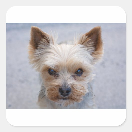 ヨークシャーテリア分解 スクエアシール (正面)