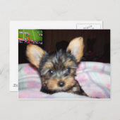 ヨークシャーテリア子犬の恋人のギフト ポストカード (正面/裏面)