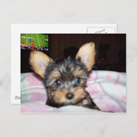 ヨークシャーテリア子犬の恋人のギフト ポストカード (正面/裏面)