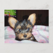 ヨークシャーテリア子犬の恋人のギフト ポストカード (正面)