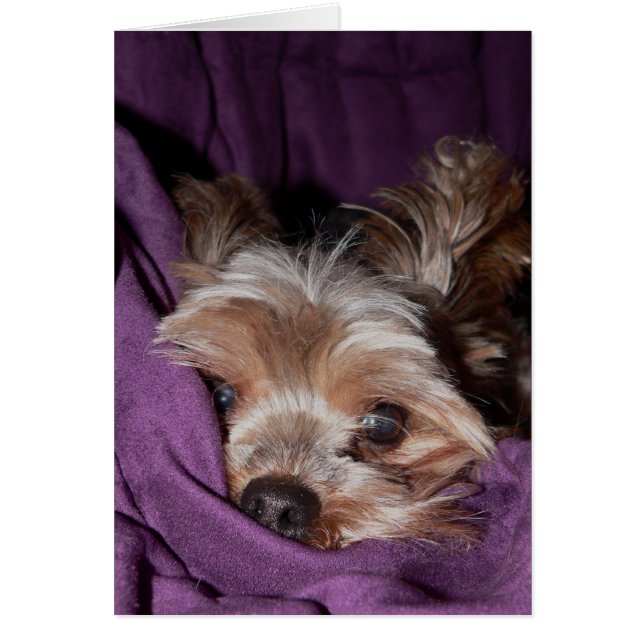 ヨークシャーテリア (正面)