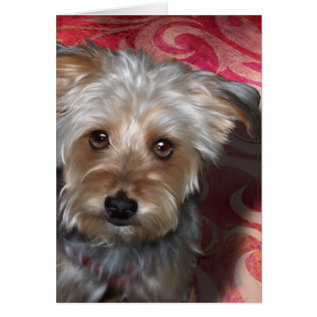 ヨークシャーテリア (正面)