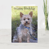 ヨークシャーテリア カード (正面)