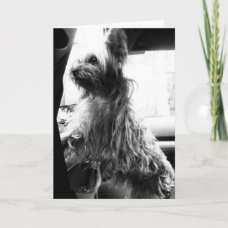 ヨークシャーテリア カード