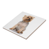 ヨークシャーテリア タイル (側面)