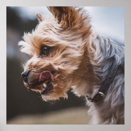 ヨークシャーテリア ポスター