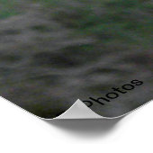 ヨークシャーテリア ポスター (角)