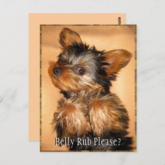 ヨークシャーテリア? ポストカード (正面/裏面)