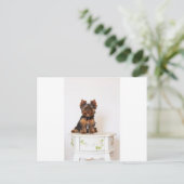 ヨークシャーテリア ポストカード (スタンド正面)