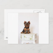 ヨークシャーテリア ポストカード (正面/裏面)