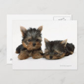 ヨークシャーテリア ポストカード (正面/裏面)