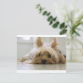 ヨークシャーテリア 子犬 ペット かわいい 犬 顔 目 ポストカード (スタンド正面)